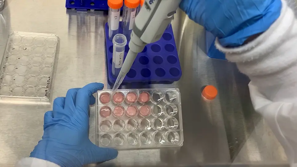 Fabricação e Uso de Andaimes Secos de Alginato Macroporoso para Transdução Viral de Células T