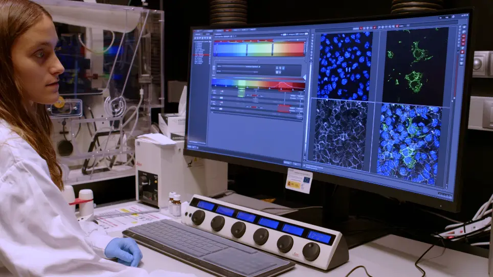 En Face Preparazione del cuscino endocardico per l'analisi della morfogenesi planare negli embrioni di topo