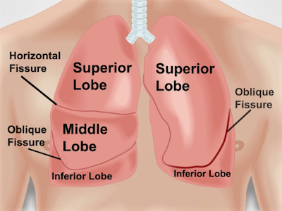 lung lobes