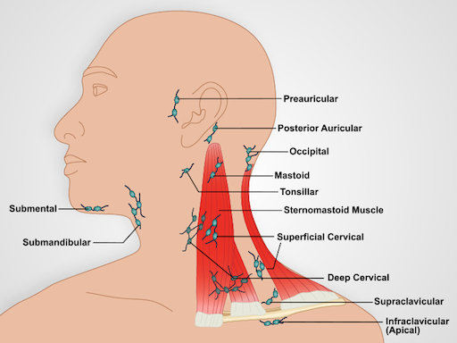 lymph nodes in back of neck location