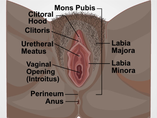 female genital exam