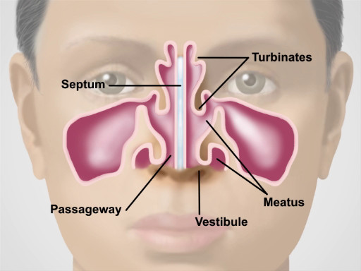 pale nasal turbinates