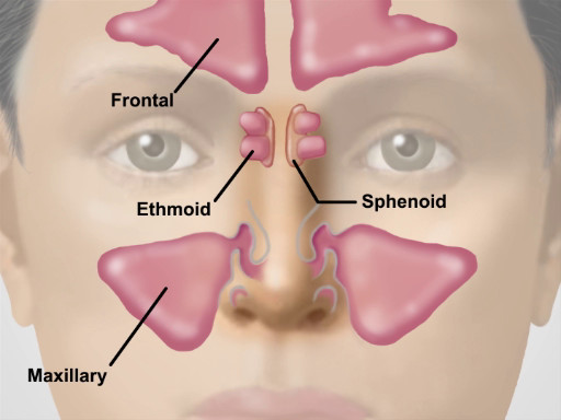 Sinus : définition et schéma (frontal, maxillaire)