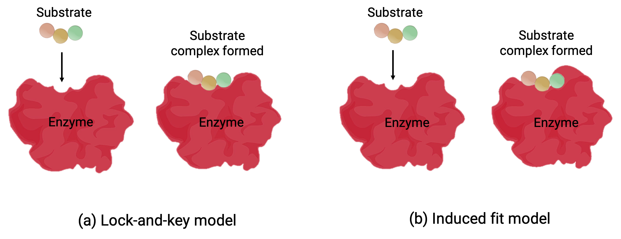 Enzymes: Lock-and-key & Induced-fit Models; Enzyme Inhibitors | Chemistry |  JoVE
