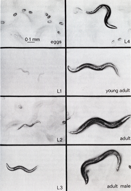 figure-protocol-1 线虫生命周期示意图:从卵到成虫阶段,包括L1-L4幼虫及雄性成虫发育。