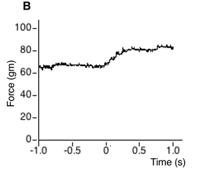 Figure 2b