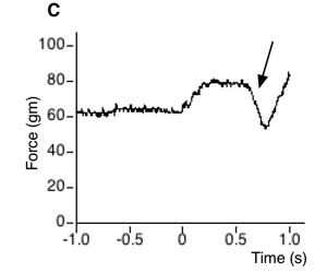 Figure 2c