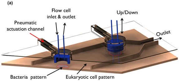 Figure 2a