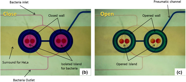 Figure 2bc