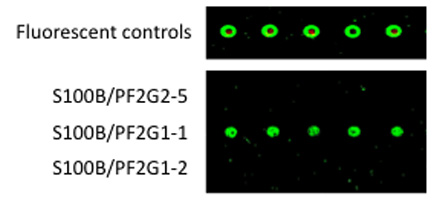 Figure 3b