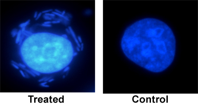 figure-protocol-1 Figure 1