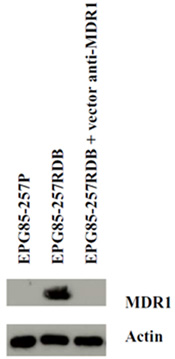 figure-protocol-3 Figure 3