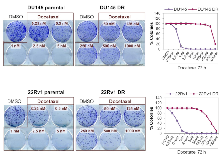 Crystal Violet Staining: A Technique to Visualize Drug-Resistant Cancer ...