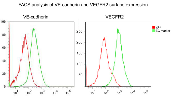 figure-protocol-2 FACS analysis diagram of VE-cadherin, VEGFR2 expression with IgG, EC marker; flow cytometry results.