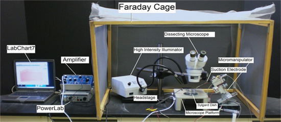 Figure 11