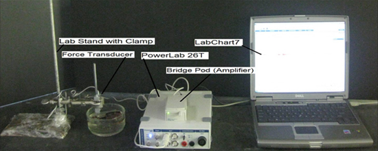 Figure 4