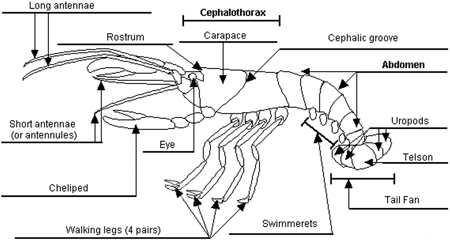 Figure  9