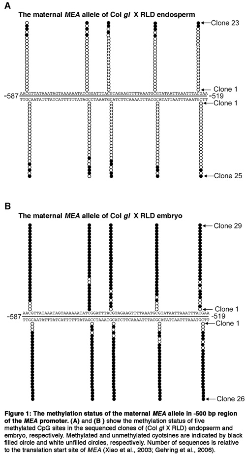 Figure 1 /