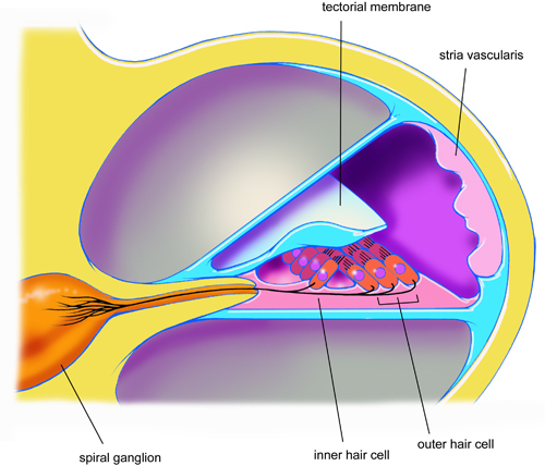 Schematic 1