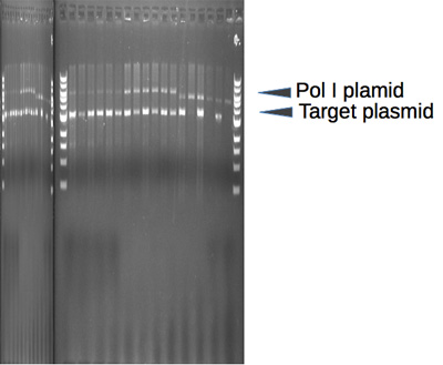 Figure 1 Supplement Missing