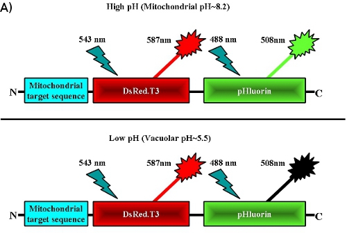 Figure 2a