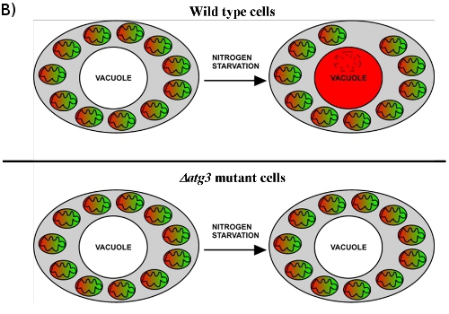 Figure 2b