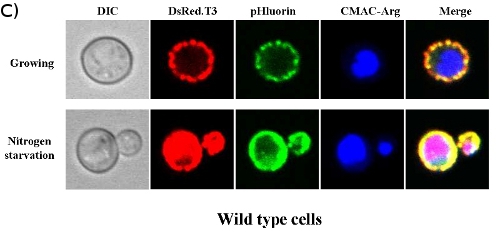 Figure 2c