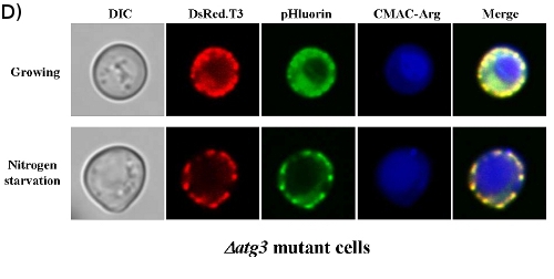 Figure 2d