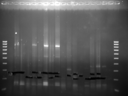 Supplementary Figure 1