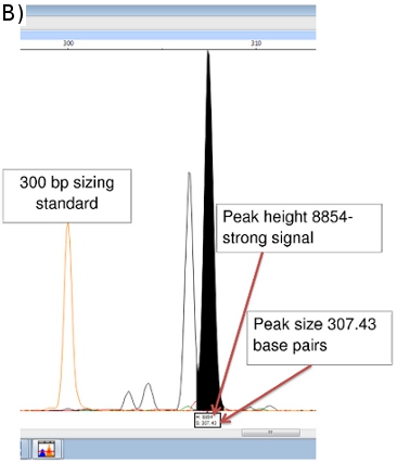 Figure 5b