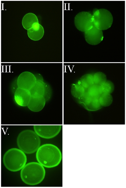 FSL-Fluorescein labeled murine embryos