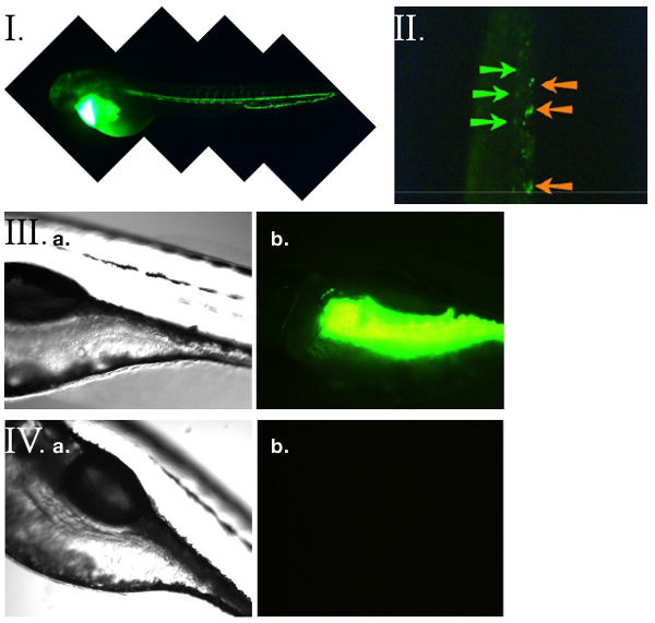 FSL-Fluorescein and zebrafish