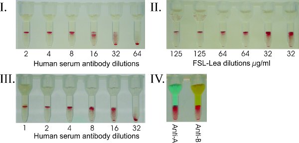 FSL-Carbohydrate to add blood group markers for serologic profiling