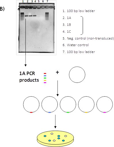 Figure 1b