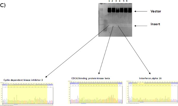 Figure 1c