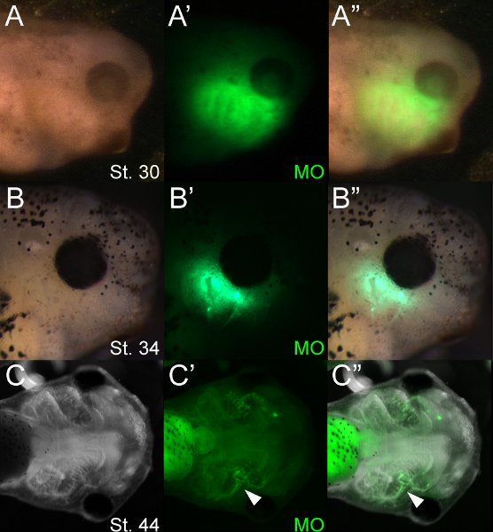 Figure 4