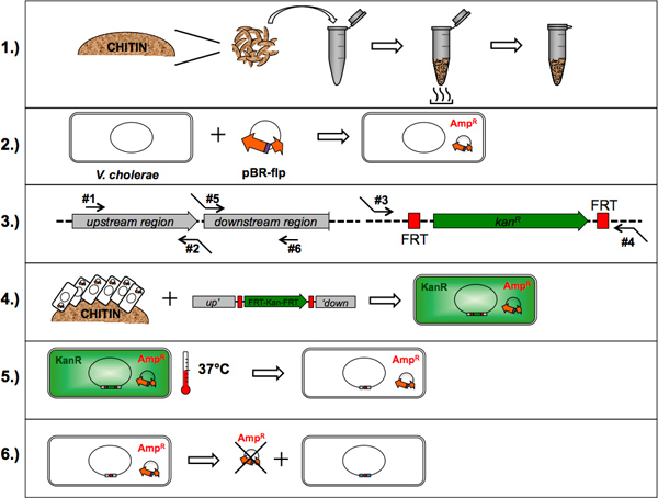 TransFLP — A Method to Genetically Modify Vibrio cholerae Based on ...