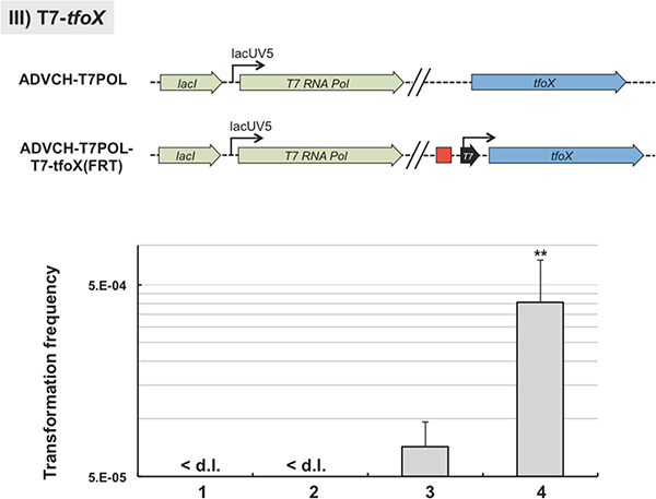 TransFLP — A Method to Genetically Modify Vibrio cholerae Based on ...