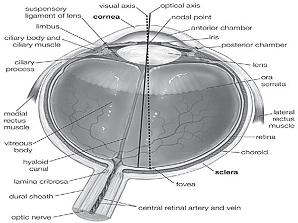 Supplementary Figure 1