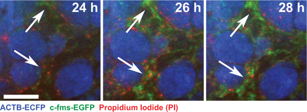 Figure 4