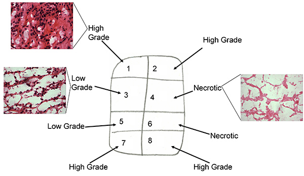 Figure 1b