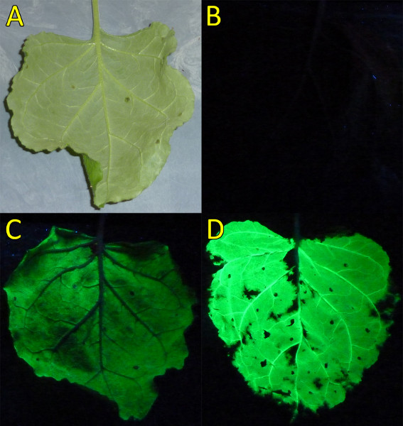 Figure 4