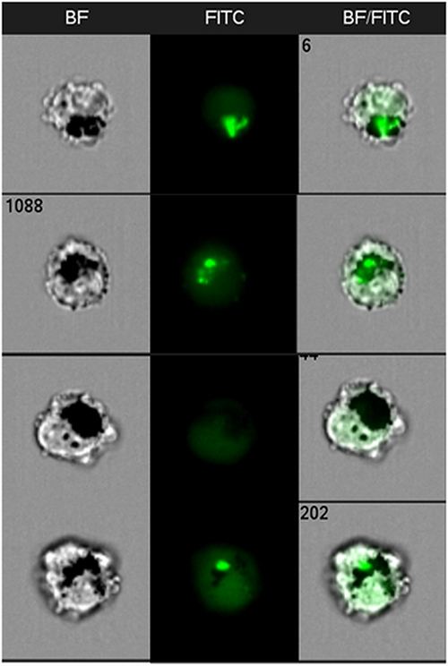 Figure 10