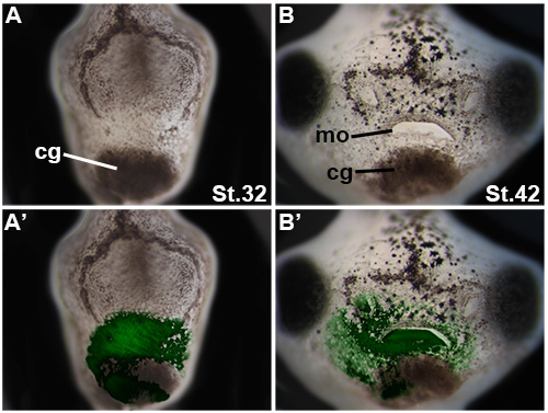 Figure 4