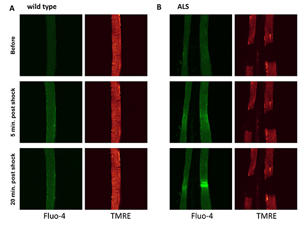 Figure 5