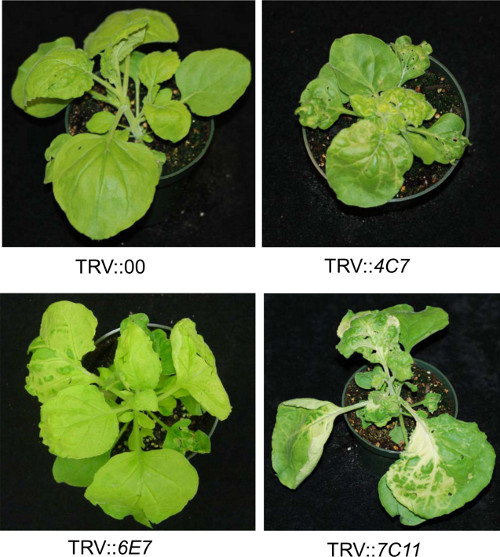 Figure 2