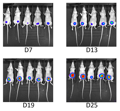 Figure 5