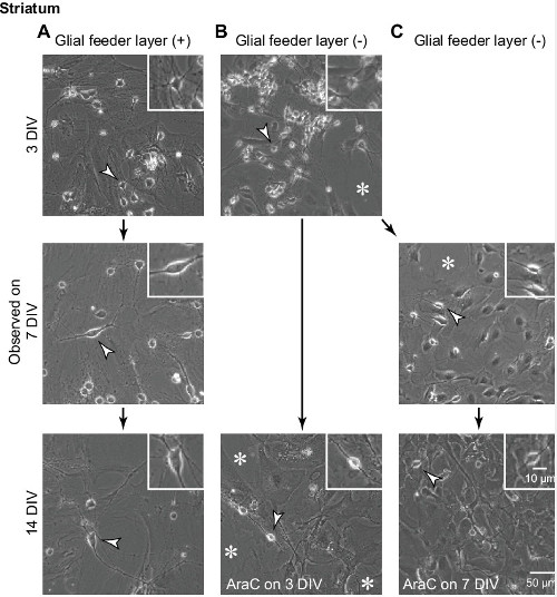 Figure 10