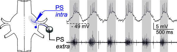 Figure 20