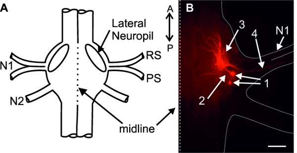 Figure 21